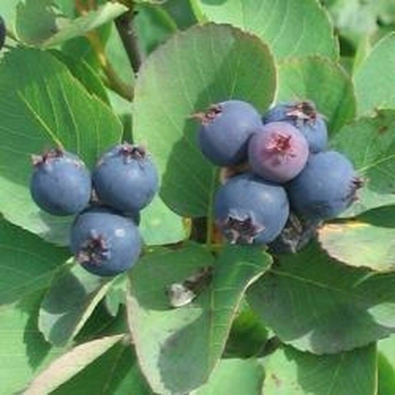 Ирга ольхолистная Saskatoon Berry